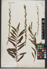 Foto von Salix purpurea L. x Salix viminalis L.